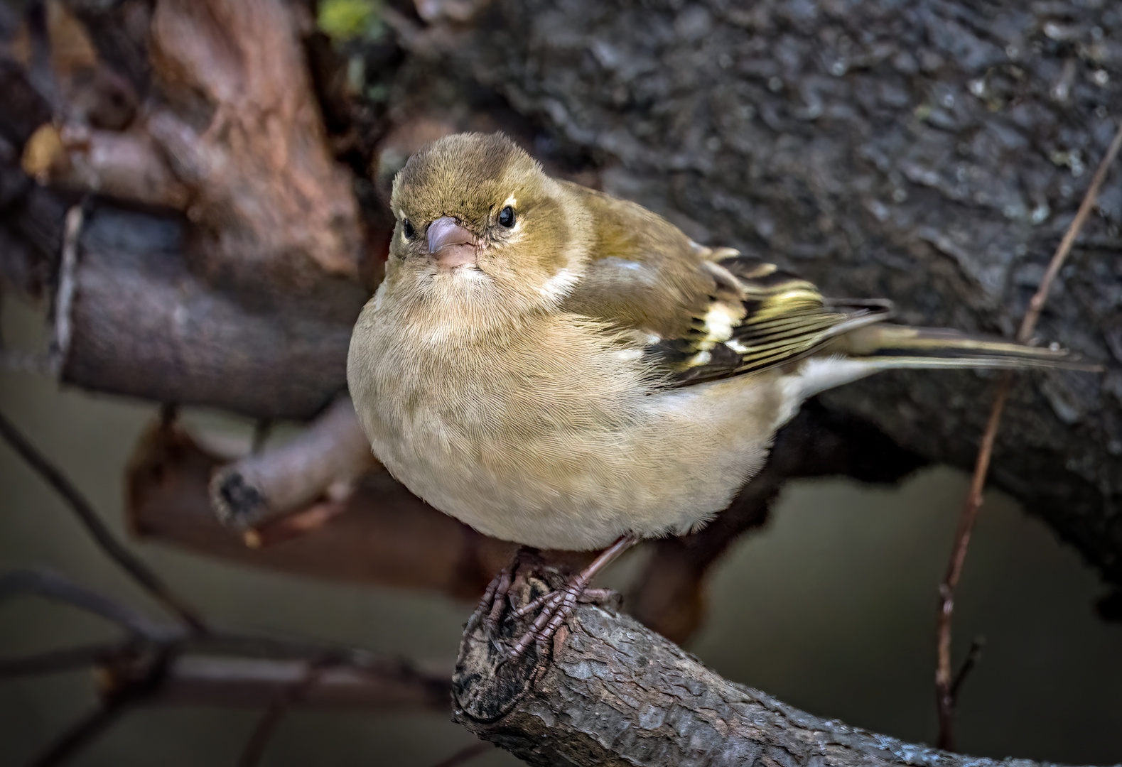 Buchfink Mädchen