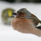 Buchfink Männchen