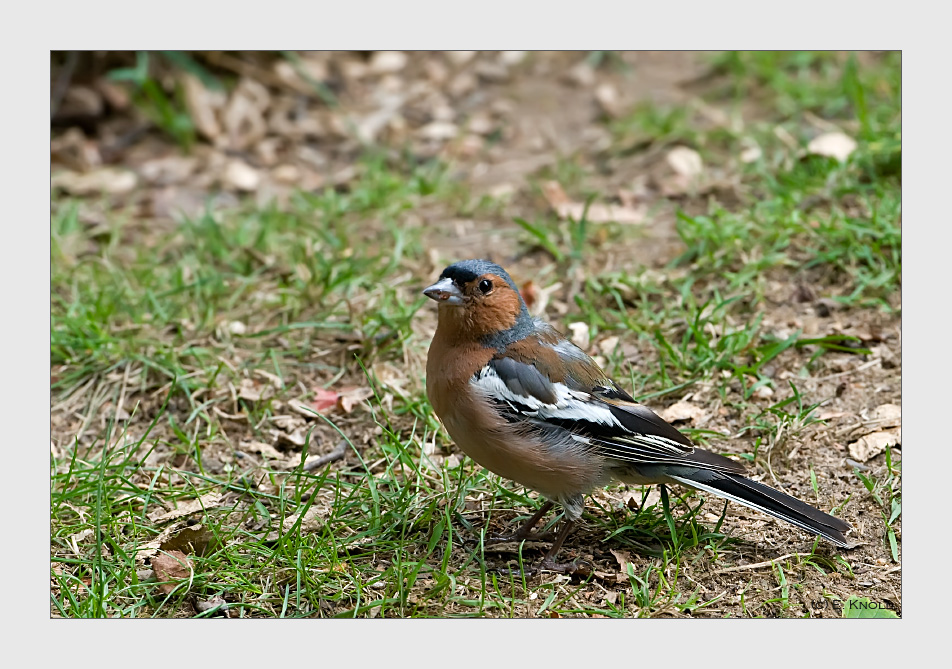 Buchfink (Männchen)