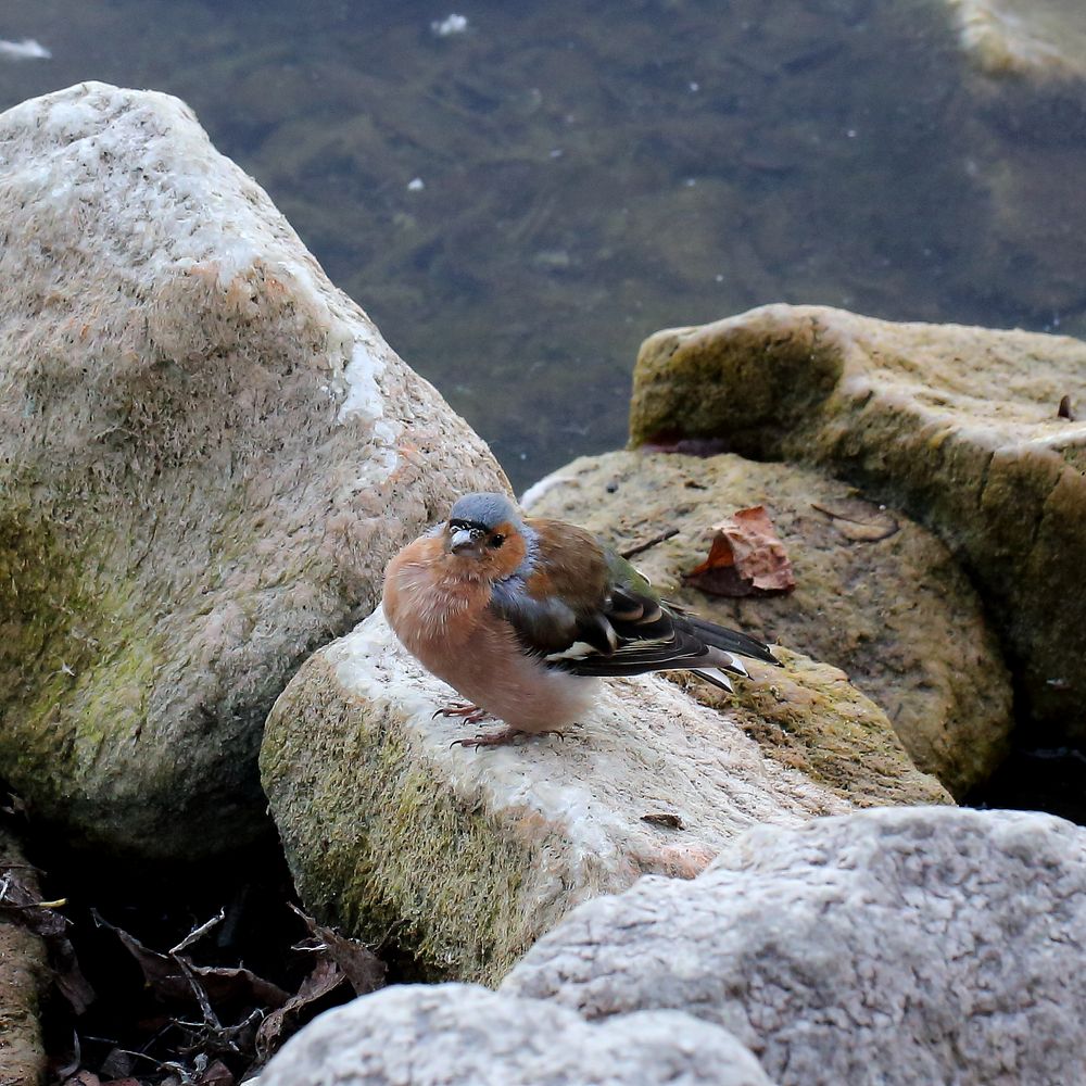 Buchfink (Männchen)