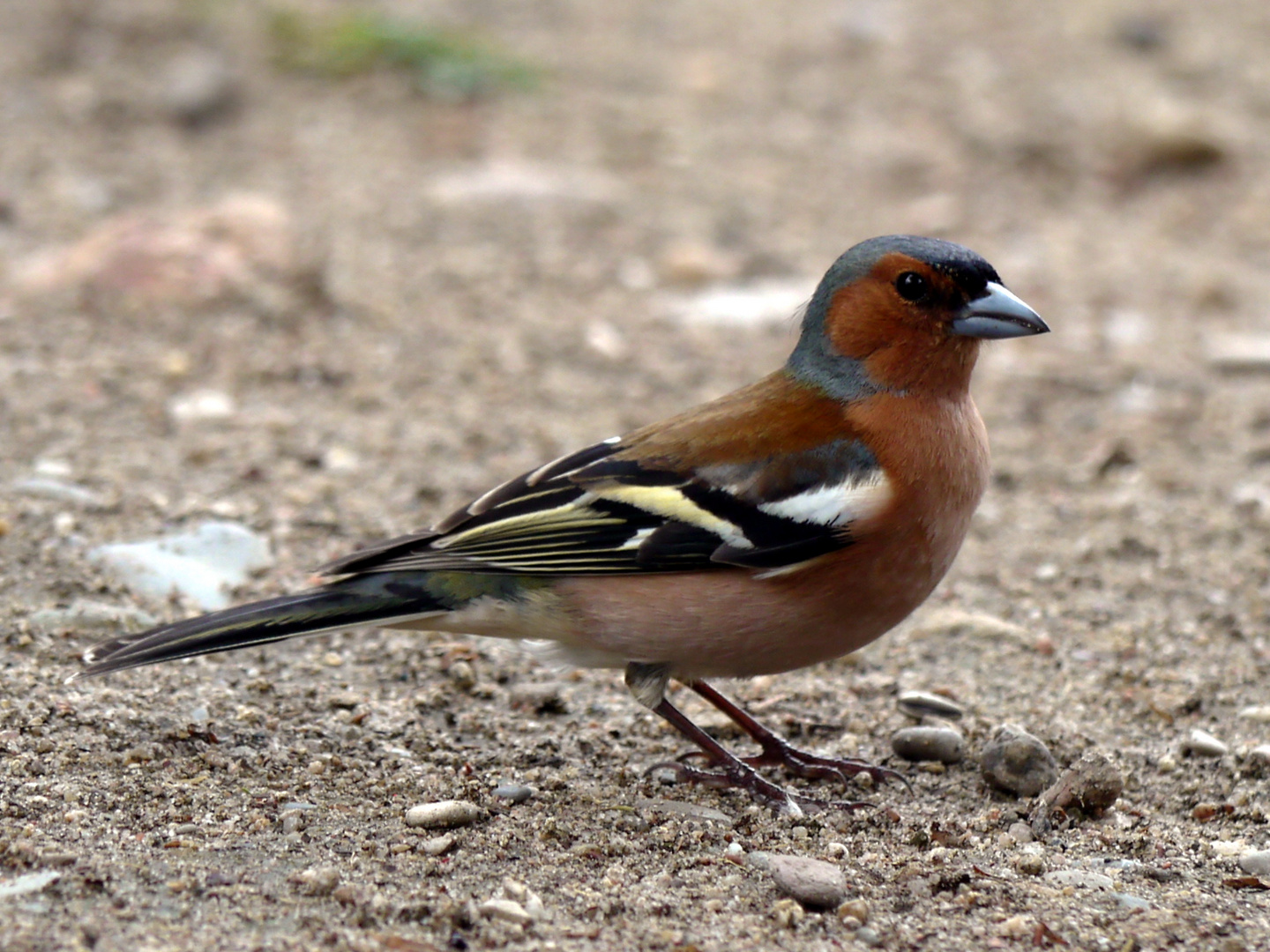 Buchfink (Männchen)