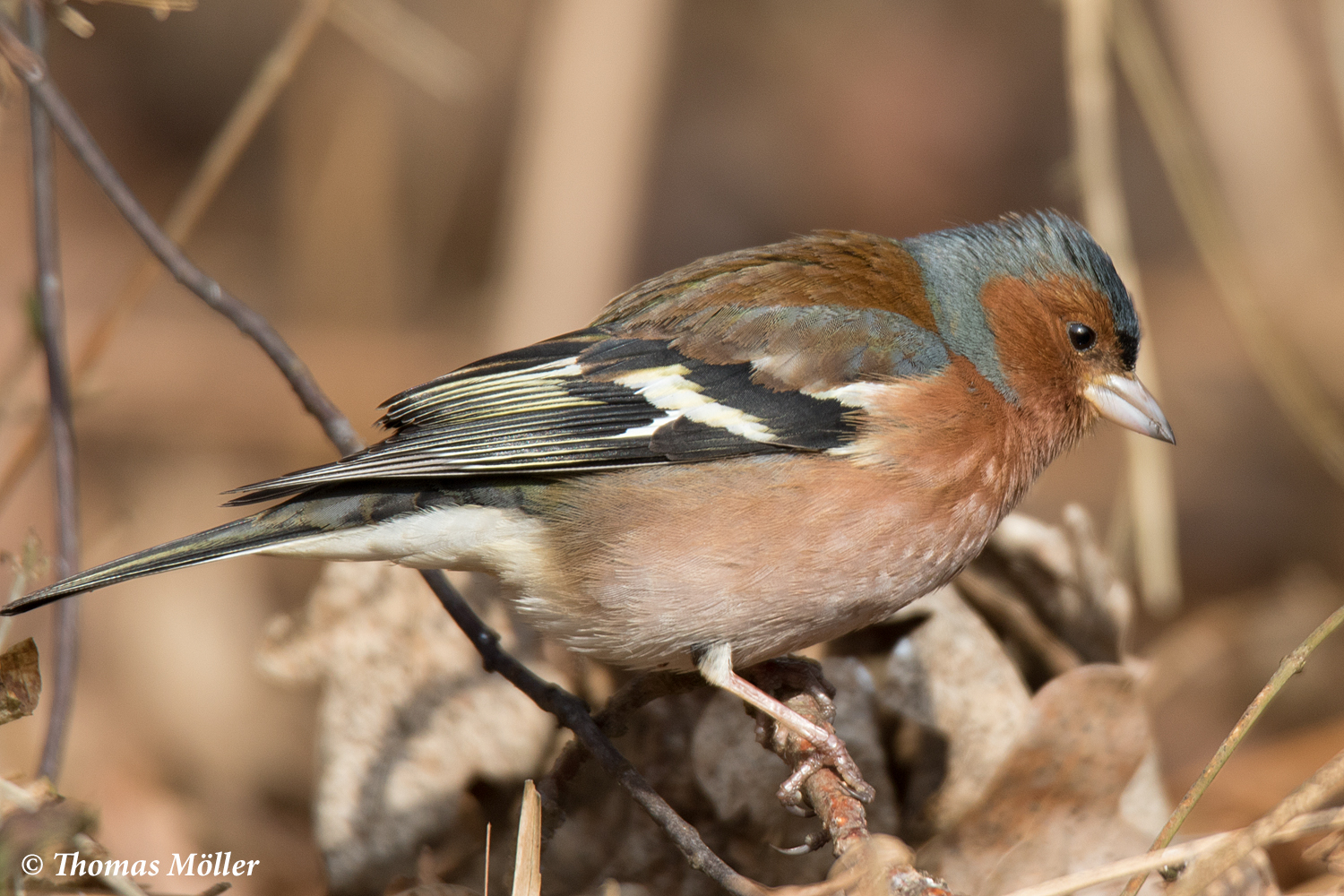 Buchfink Männchen (Fringilla coelebs)