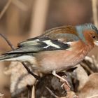 Buchfink Männchen (Fringilla coelebs)