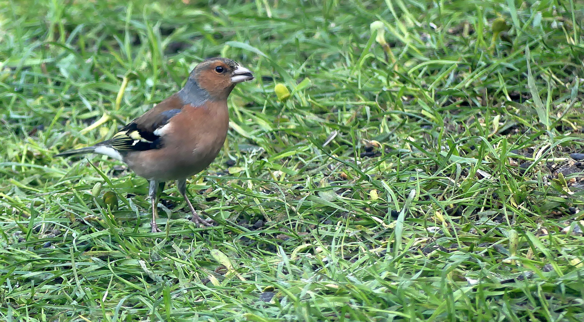  Buchfink, Männchen (Fringilla coelebs) 