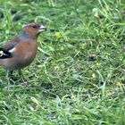  Buchfink, Männchen (Fringilla coelebs) 