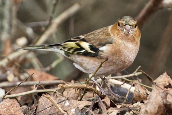 Buchfink-Männchen im Schlichtkleid