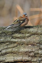 Buchfink-Männchen in Bottrop-Eigen