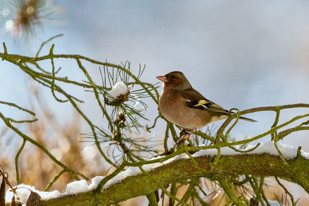 Buchfink (männl.)