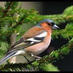 - Buchfink männl. - ( Fringilla coelebs )