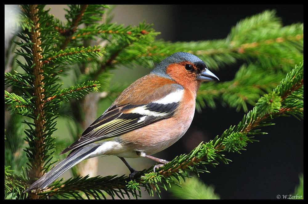 - Buchfink männl. - ( Fringilla coelebs )