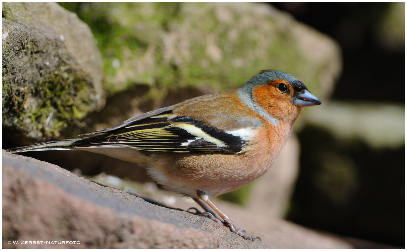 --- Buchfink, männl. ---- ( Fringilla coelebs )