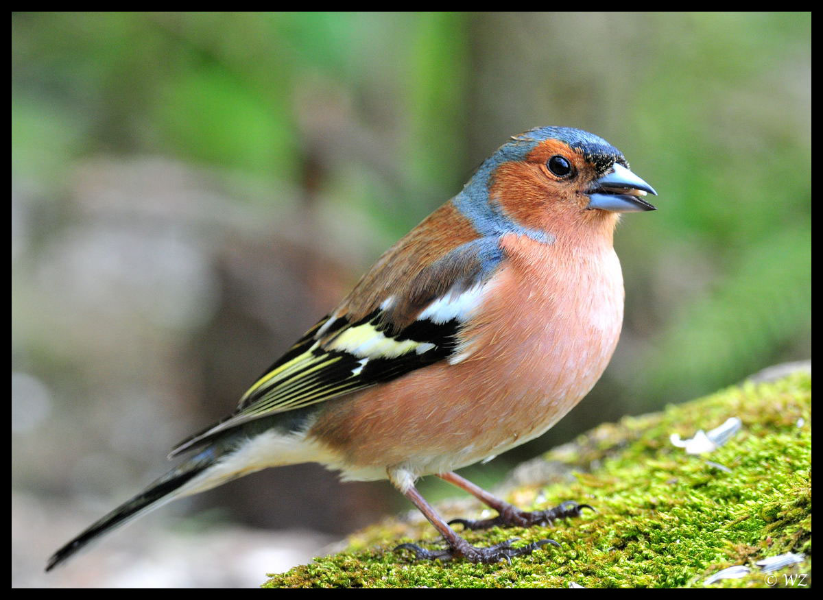 - Buchfink männl. - ( Fringilla coelebs )