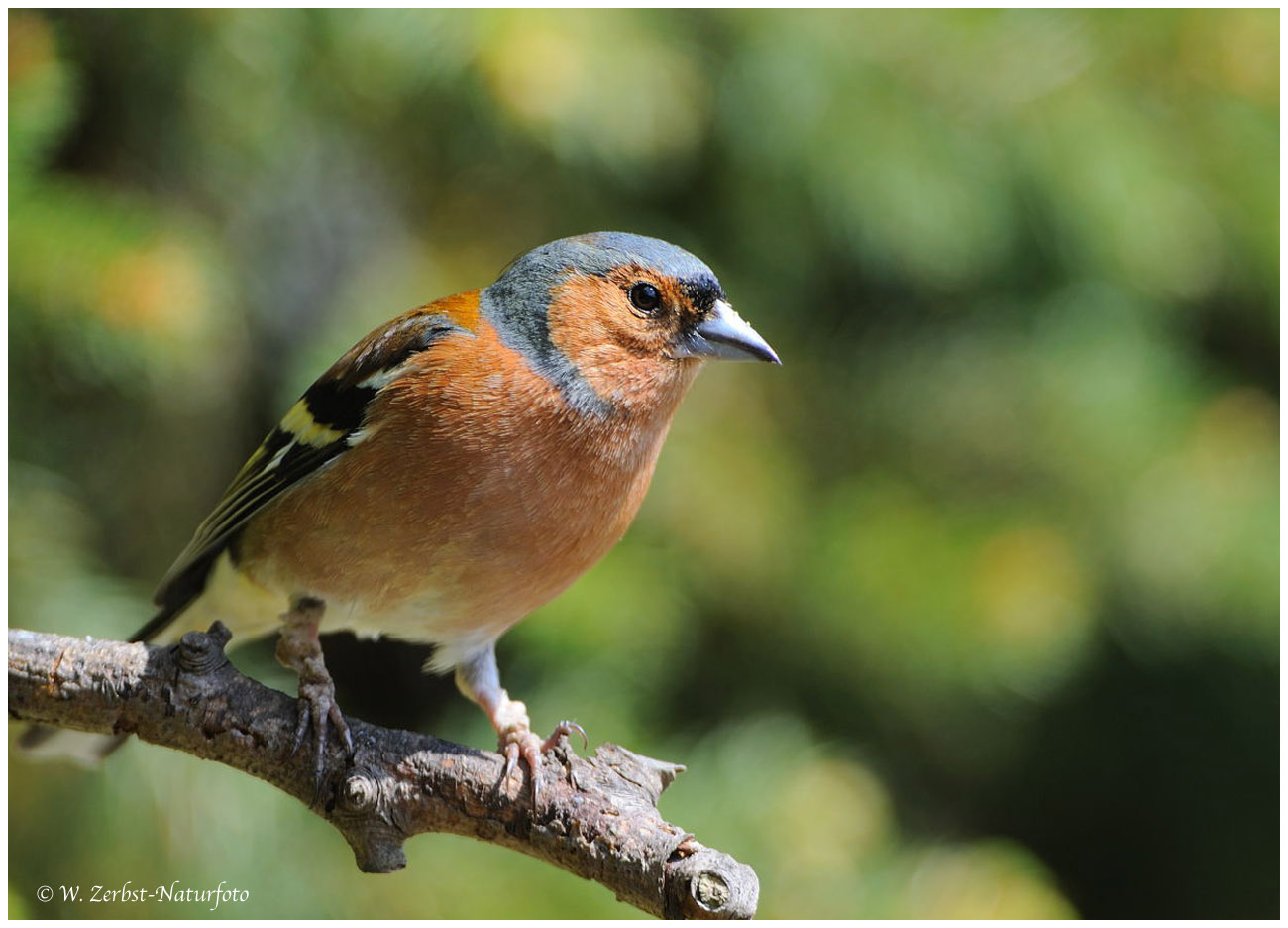 --- Buchfink männl. --- ( Fringilla coelebs )