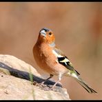 - Buchfink männl. - ( Fringilla coelebs )