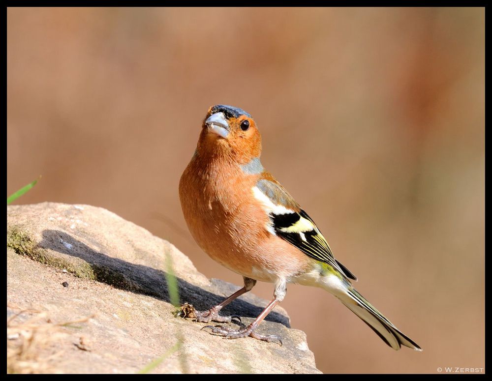 - Buchfink männl. - ( Fringilla coelebs )