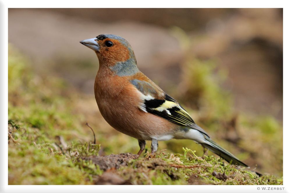 - Buchfink männl. - ( Fringilla coelebs )