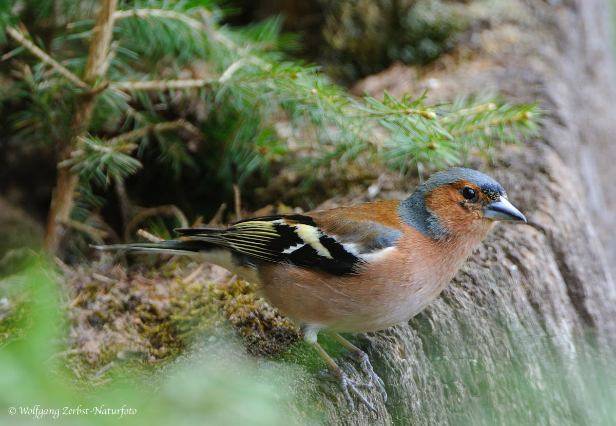 --- Buchfink männl. --- ( Fringilla coelebs )