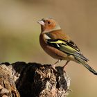 --- Buchfink männl. --- ( Fringilla coelebs )