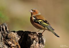 --- Buchfink männl. --- ( Fringilla coelebs )