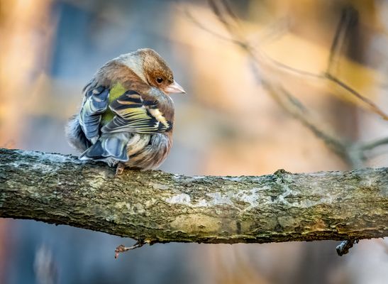 "BUCHFINK", männlich