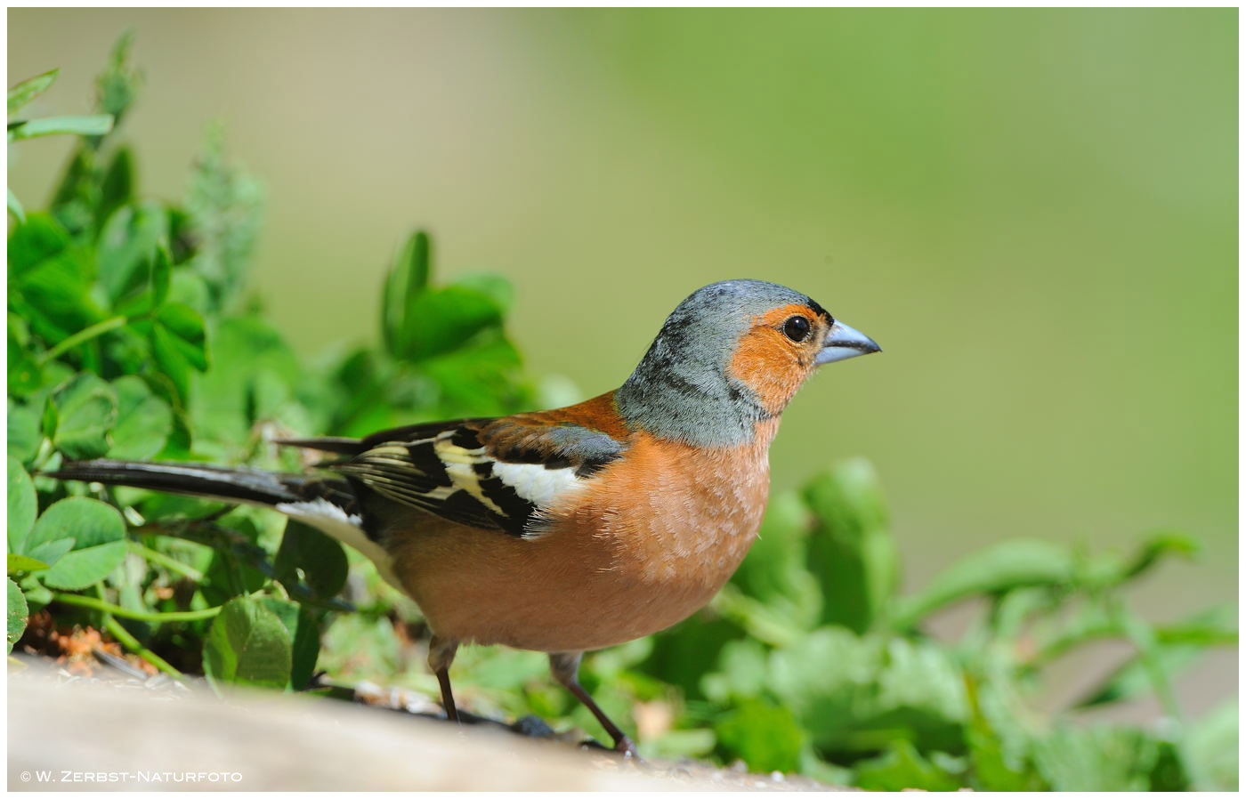 --- Buchfink, männlich ---  (Fringilla coeleba)