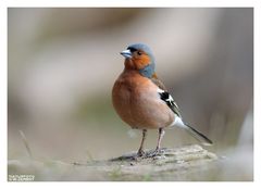 -- Buchfink männlich -- ( Fringilla coelebs )