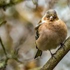 "Buchfink, männlich" (ISO 8000)