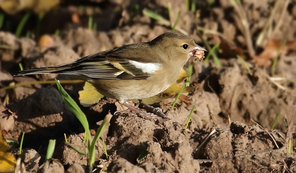 "Buchfink mit Bucheckern"