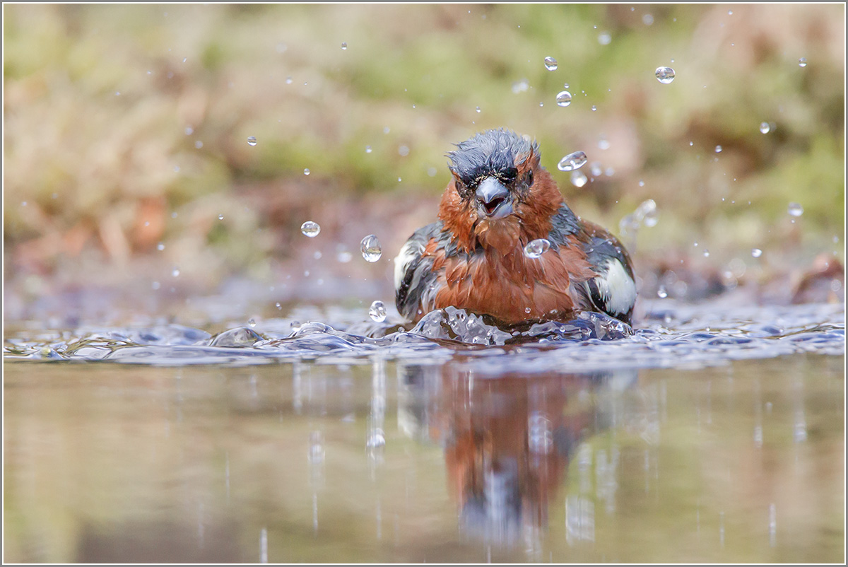 Buchfink .... Mit dem Regen war's jetzt auch gut