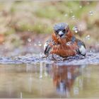 Buchfink .... Mit dem Regen war's jetzt auch gut