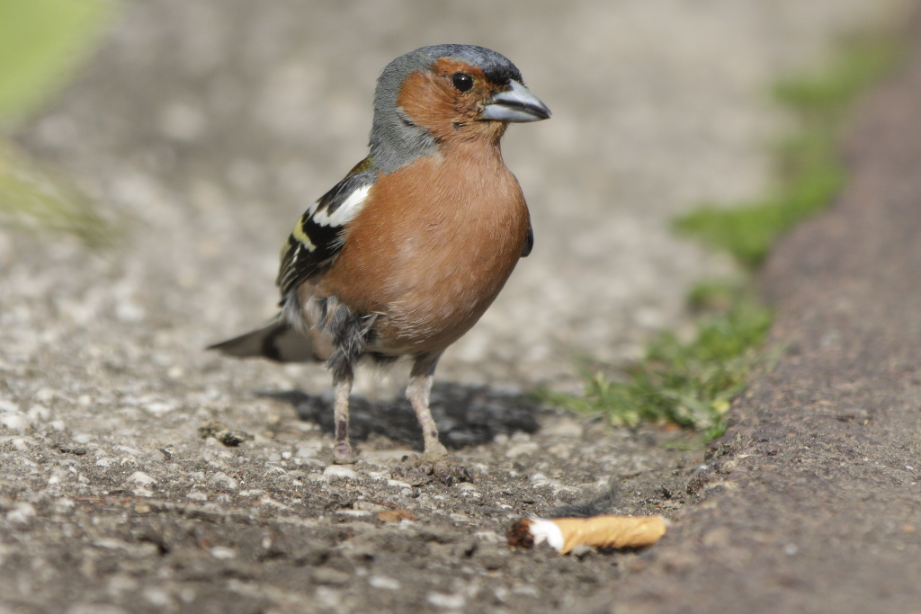 Buchfink mit Raucherbein???