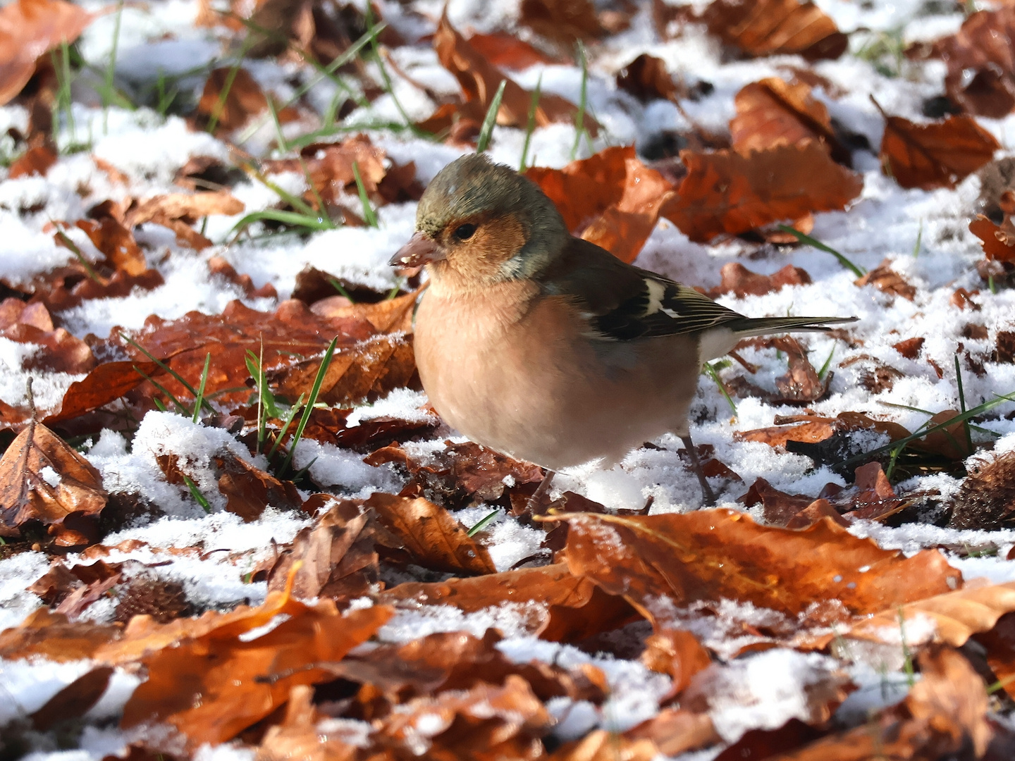 Buchfink mit Schnee