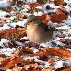 Buchfink mit Schnee