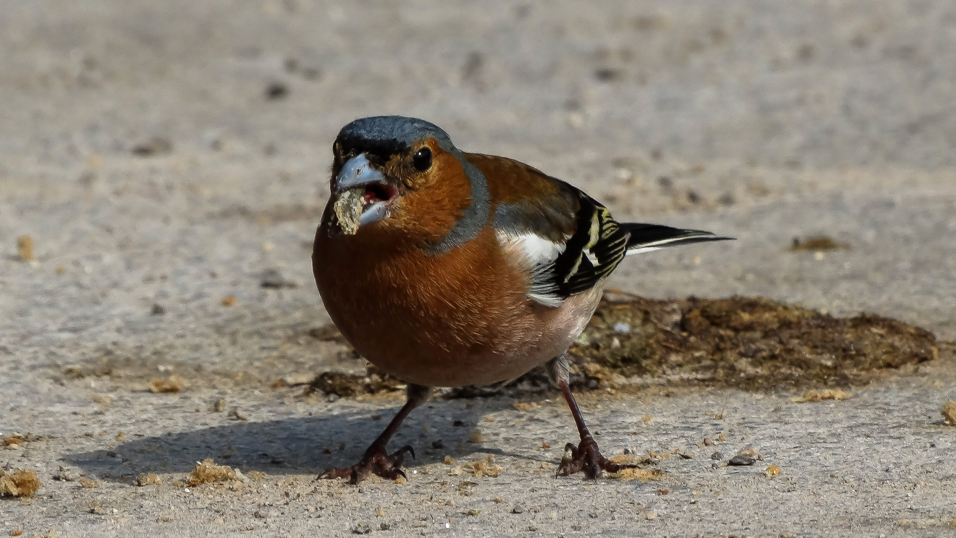 Buchfink mt Beute