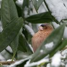 Buchfink sucht Schutz im Strauch vor dem Schneesturm