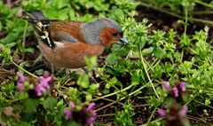 Buchfink und ne kleine Beute