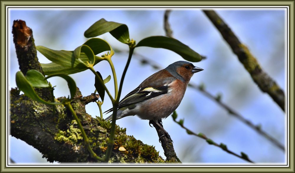 Buchfink "unter Dach"