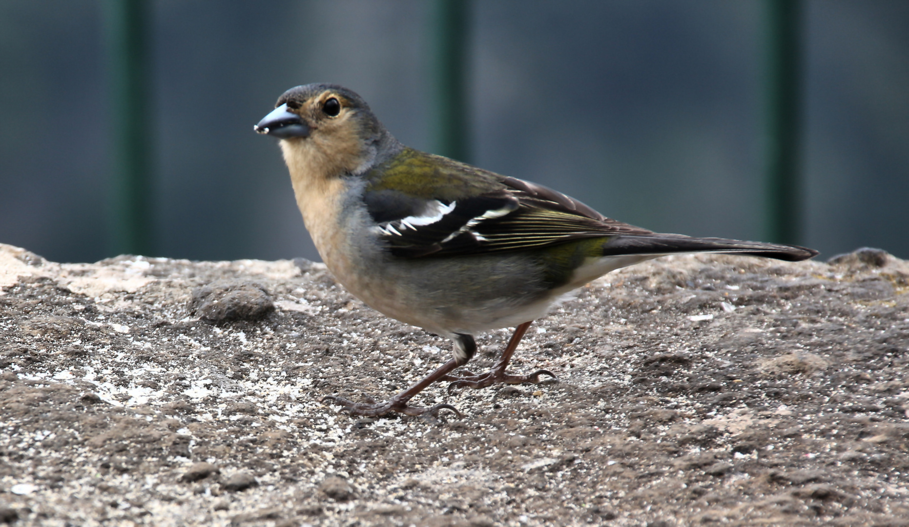 Buchfink von der Seite