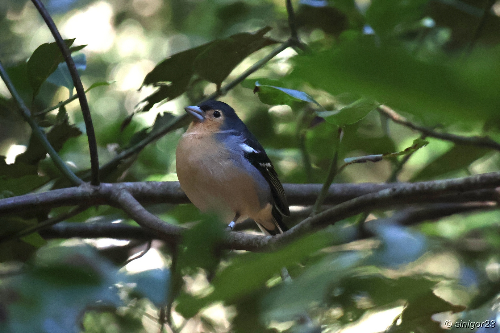 Buchfink von La Gomera