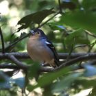 Buchfink von La Gomera