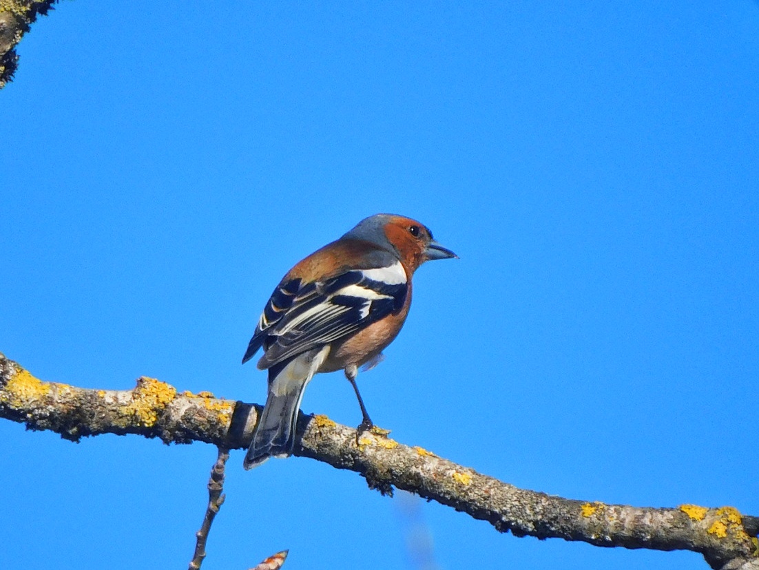 Buchfink vor blauem Himmel