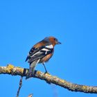 Buchfink vor blauem Himmel