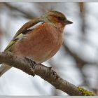 Buchfink vor Wolkenverhangenen Himmel IIL