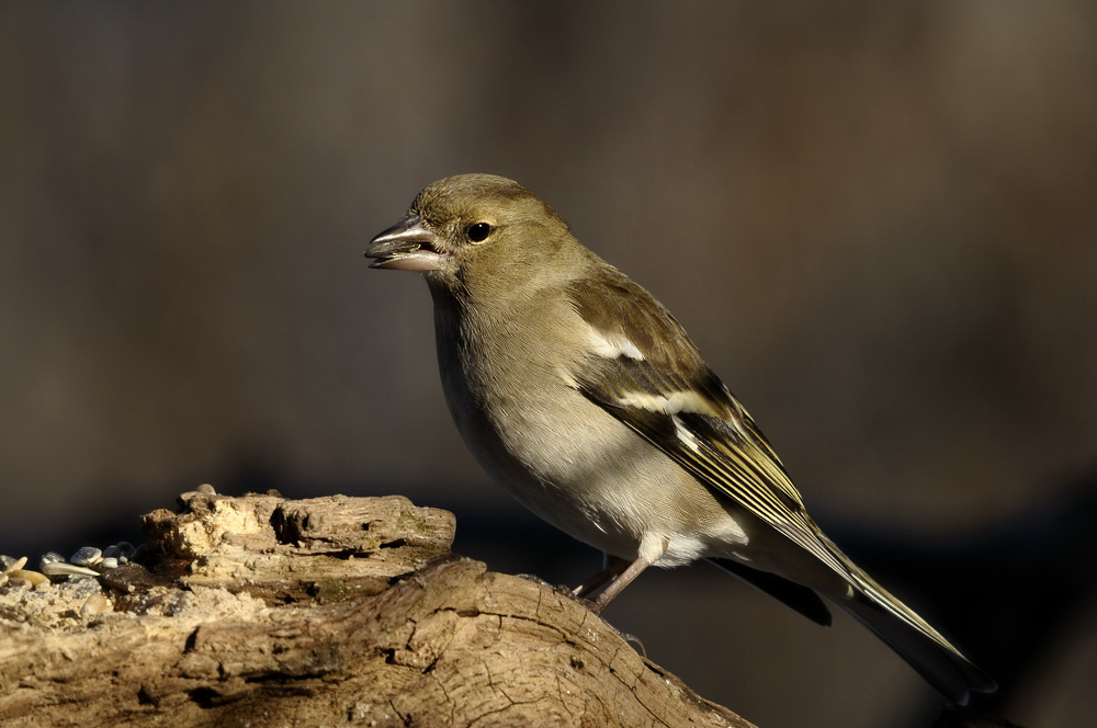 Buchfink W (Fringilla coelebs)