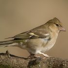 - BUCHFINK - w. ( Fringilla coelebs )