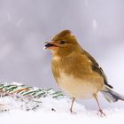 Buchfink (w) im Schneesturm