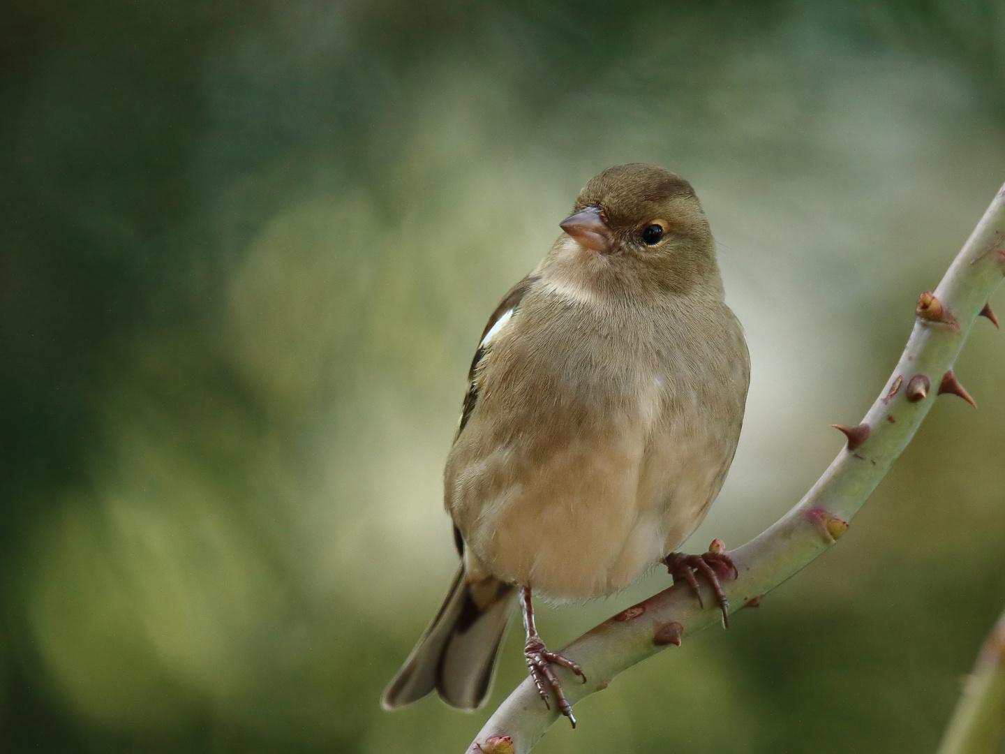 Buchfink (Weibchen)