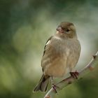 Buchfink (Weibchen)