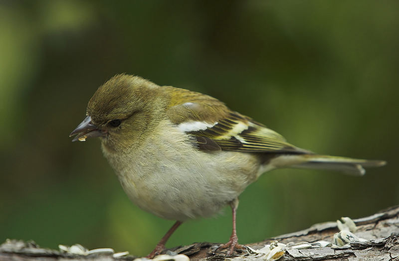 Buchfink (Weibchen)