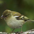 Buchfink (Weibchen)